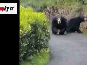 VIDEO Motorkár počas výletu narazil na medvediu rodinku: Jeden sa k nemu rozbehol a...