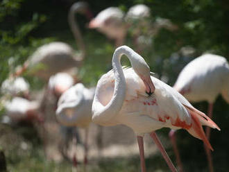 Za dverami ZOO: Prečo plameniaky tancujú Flamenco?