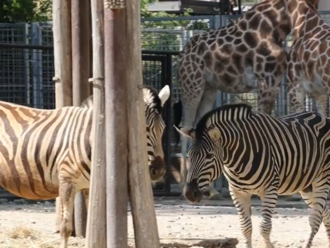 Za dverami ZOO: Prečo sú zebry pruhované?