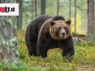 V Malých Karpatoch sa vyskytuje medveď: Mesto Pezinok upokojuje ľudí, je monitorovaný!