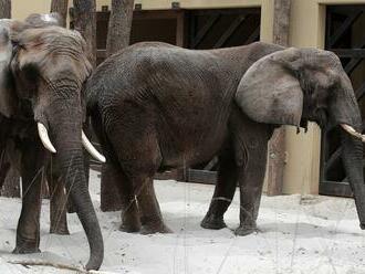 Pavilón slonov v bojnickej zoo v modernom šate: Gula a Maja dostali nový príbytok za milióny