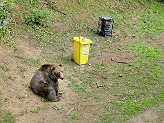 Nečakaný výsledok tradičného zápasu v košickej zoo: Ako si poradil maco so zabezpečeným kontajnerom?