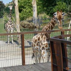 Výlet do zoo za žirafami