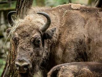 Za dverami ZOO: Zubry - najväčšie európske stavovce