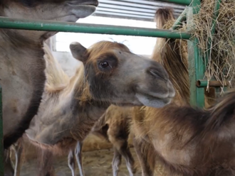 Za dverami ZOO: Prečo sa ťava na púšti nepotí?