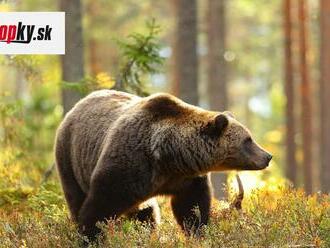 V okolí Žiaru nad Hronom sa potuluje medveď, došlo k najhoršiemu: Ďalší útok na človeka!