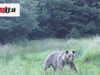 Ďalší útok medveďa na strednom Slovensku: Napadnutého pastiera chránili vlastné psy!