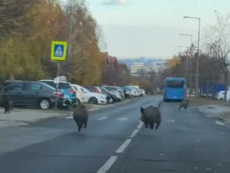 Vaddisznók rohangáltak Gazdagréten - videó