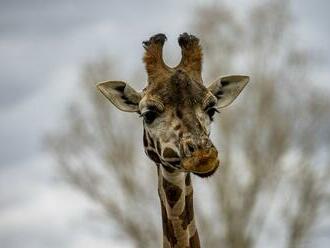 V bratislavskej ZOO uhynula najstaršia samica žirafy