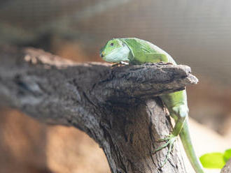 Liberecká zoo představuje zcela nový živočišný druh – leguány fidžijské. Návštěvníci je mohou pozorovat v pavilonu tropů