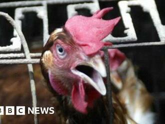 Kenya curriculum uproar as pupils behead live chickens in school