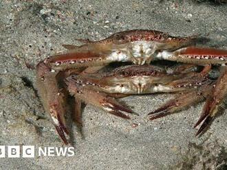 Zanzibar swimming crabs deaths being investigated