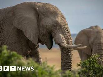 Ivory seized decades ago still turning up in raids