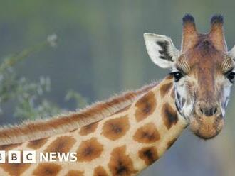 Giraffe kills toddler in South Africa game park