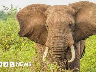 Ugandan ivory trader sentenced to life in prison