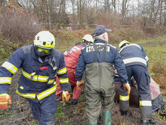 Hasiči ze stanic Košutka, Slovany a jednotka ze Spáleného Poříčí vyprošťovali koně, jenž se svalil…