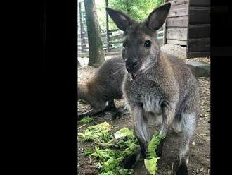 Hledá se klokan Dobby. Zvíře zřejmě uteklo z ostravské zoo