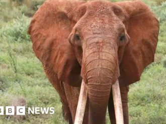 Kenya's famous matriarch elephant dies