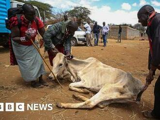 Why Kenya is turning to genetically modified crops to help with drought