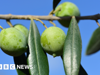 Sicily's rich olive pickings - the fruit of Italy's migrant exploitation