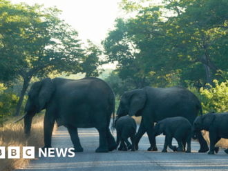 Zimbabwe's dilemma over deadly elephant attacks