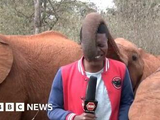 Baby elephant interrupts Kenyan TV report