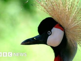 Saving the cranes, Uganda’s endangered national symbol