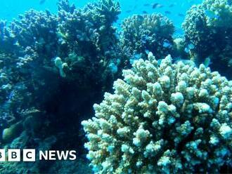 Oil pollution: Investigation reveals Egypt’s 'super coral' at risk