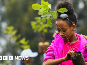 COP27: Ethiopia's 20-billion tree goal - a sapling success?