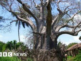 Kenya bans 'biopiracy' export of notorious baobabs