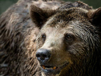 Ruskí vojaci zjedli zvieratá zo zoo, tvrdia záchranári