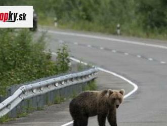 Stefan prehovoril o útoku medveďa: Zdemoloval mu auto! Nikdy v ňom nenechávajte toto