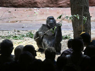 Do pražské zoo letos přišlo téměř 1,42 milionu lidí, podobně jako před covidem