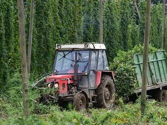 Počasí letos chmelu nepřálo. Sklizeň v Česku byla nejhorší za 10 let