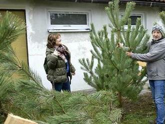 Smrk za 250 korun, borovice za tři stovky. Prodej stromků je v plném proudu