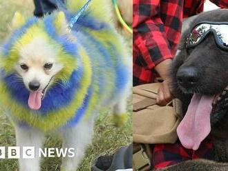 Nigeria; Hundreds of dogs attend the annual dog show in Lagos