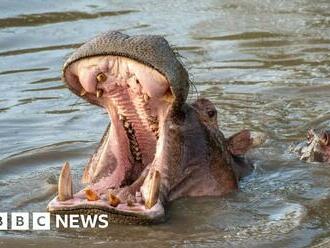 Poachers target hippos for giant teeth in place of ivory