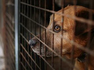 Tvrdší zákon množírny nestopl. Chovy hrůzy bují i díky veterinářům, kteří přešli na ‚temnou stranu‘