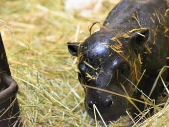 V bratislavskej ZOO sa po ôsmich rokoch narodilo mláďa hrošíka libérijského