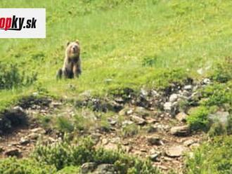 Skúmanie medvedích brlohov nie je dobrý nápad: Môže stáť život mláďat, ale aj ľudí