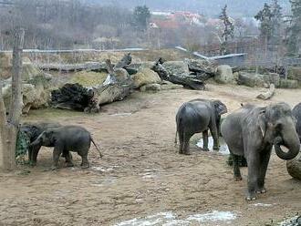 Slonice zranila v pražské zoo chovatelku. Ta utrpěla úraz pánve, ruky a hrudníku