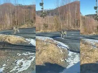 VIDEO: Řidič na Jesenicku natočil vlka, místní narazili na stopy šelmy už dřív