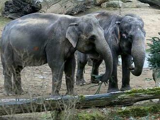 Zraněná chovatelka v pražské zoo: Za chování slonice prý mohly zvuky od slůněte