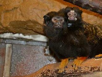 Táto, starej se. V děčínské zoo se narodilo mládě tamarína, pečuje o něj samec