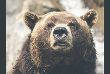 Rally medvědího trhu končí, varuje hlavní stratég Morgan Stanley