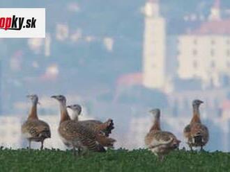 Najohrozenejší vtáčí druh na Slovensku živorí, potrebuje pomoc ľudí