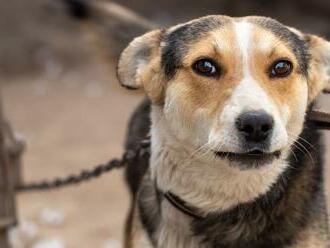 Veľký úspech veterinárov a vedcov: Nová účinná liečba častého ochorenia psov pochádza zo Slovenska