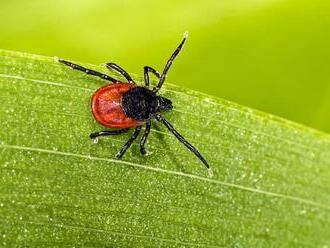 Hygienici varujú pred hlavnou sezónou kliešťov: Ktoré oblasti sú najrizikovejšie?