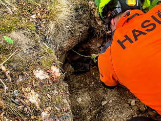 U Červené Lhoty zkoušel jeden černý labrador pravděpodobně norovat. A najednou to pod stromem mezi…