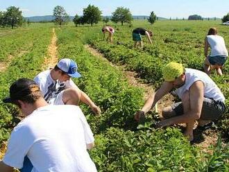 Patnáct stovek za den je málo. Sadařům chybí lidi na sběr jahod či třešní